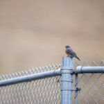 2006年排列三开奖结果历史数据全记录 25redd