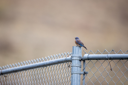 2006年排列三开奖结果历史数据全记录 2006年排列三开奖结果历史数据全记录