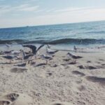 2006年第088期双色球开奖记录完整回顾 kst4458