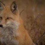 3d开奖号705历史开奖对应码查询与数据分析 lmrq747