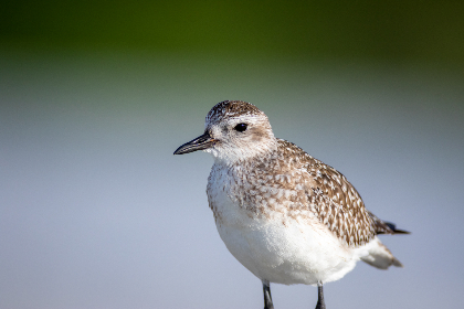 3D开奖号开机号排五开奖最新结果实时更新 3D开奖号开机号排五开奖最新结果实时更新